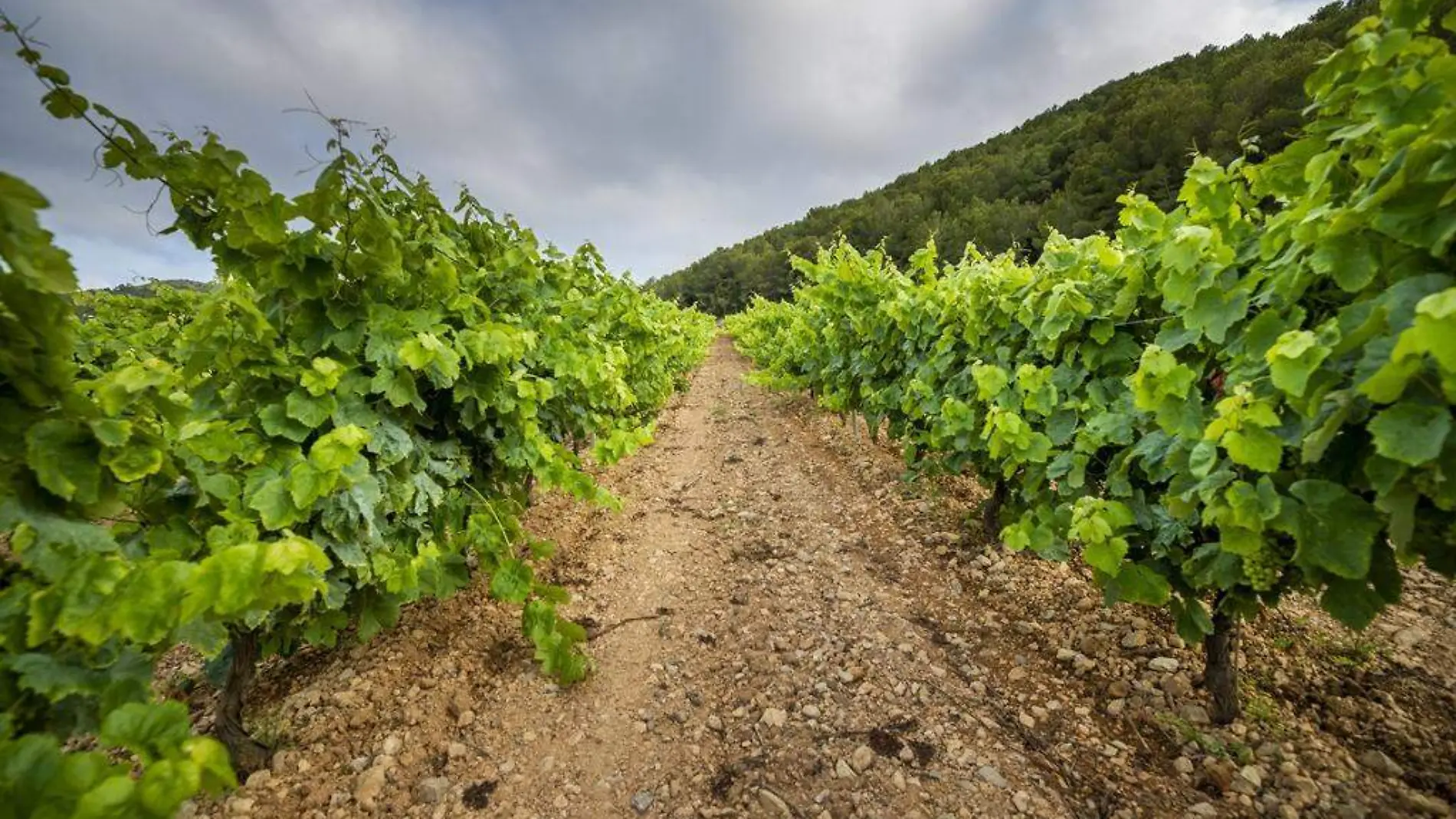 1 puebla y el vino